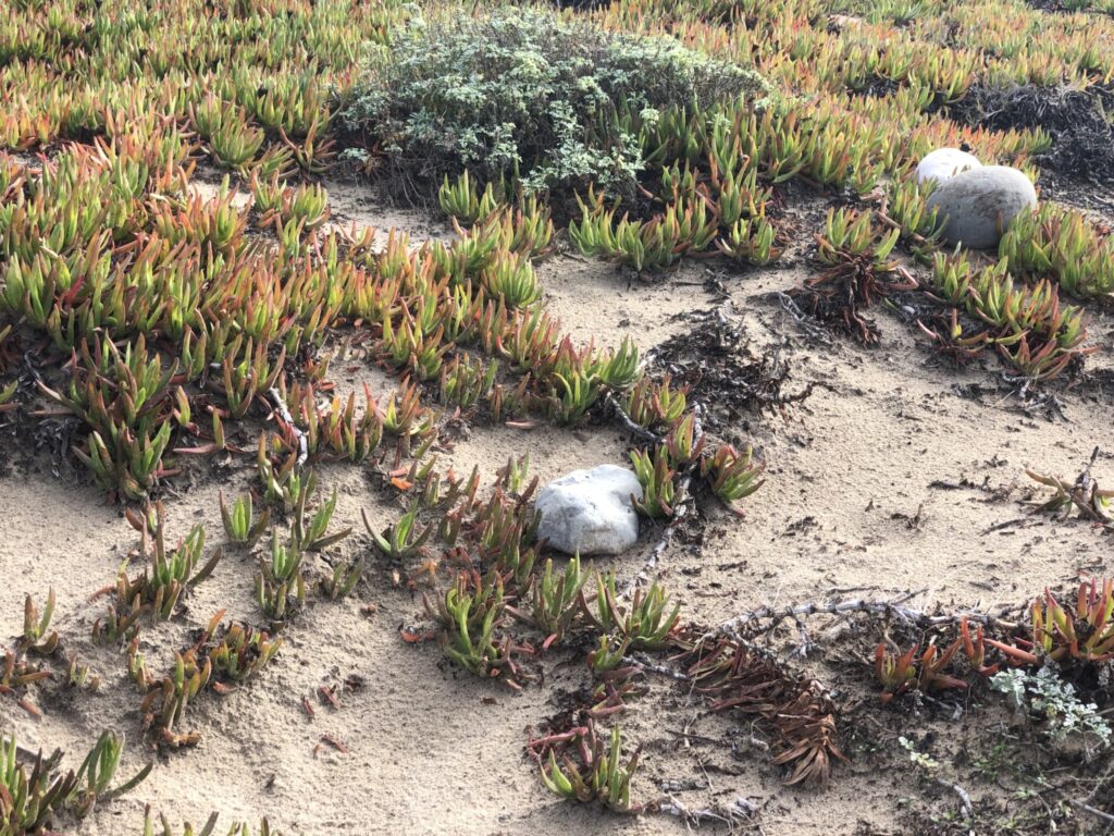 Photo of Santa Barbara Beach